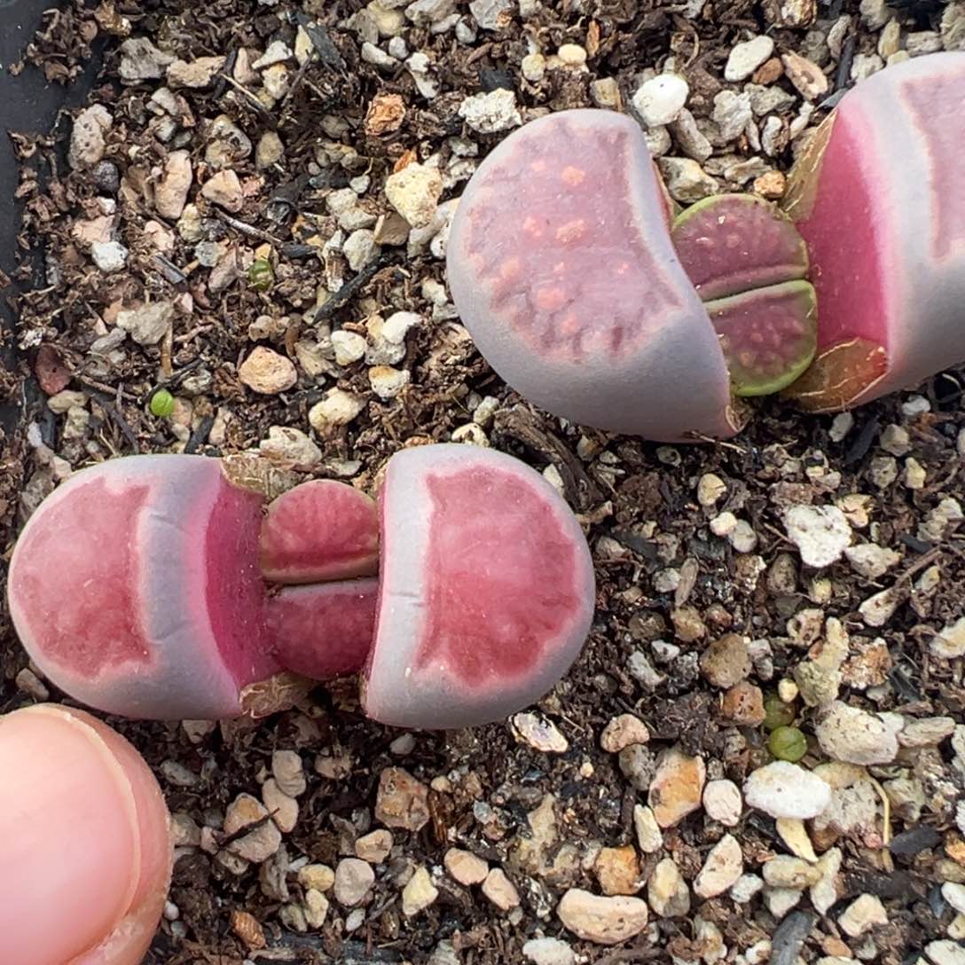 12.6好看的多肉脱土发货253