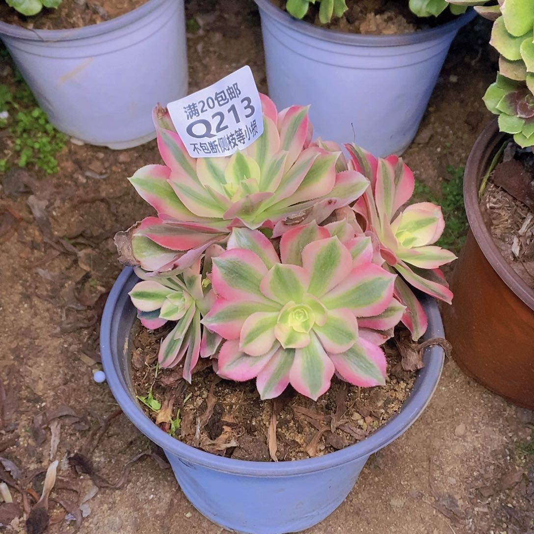 213女巫多肉法师锦多肉