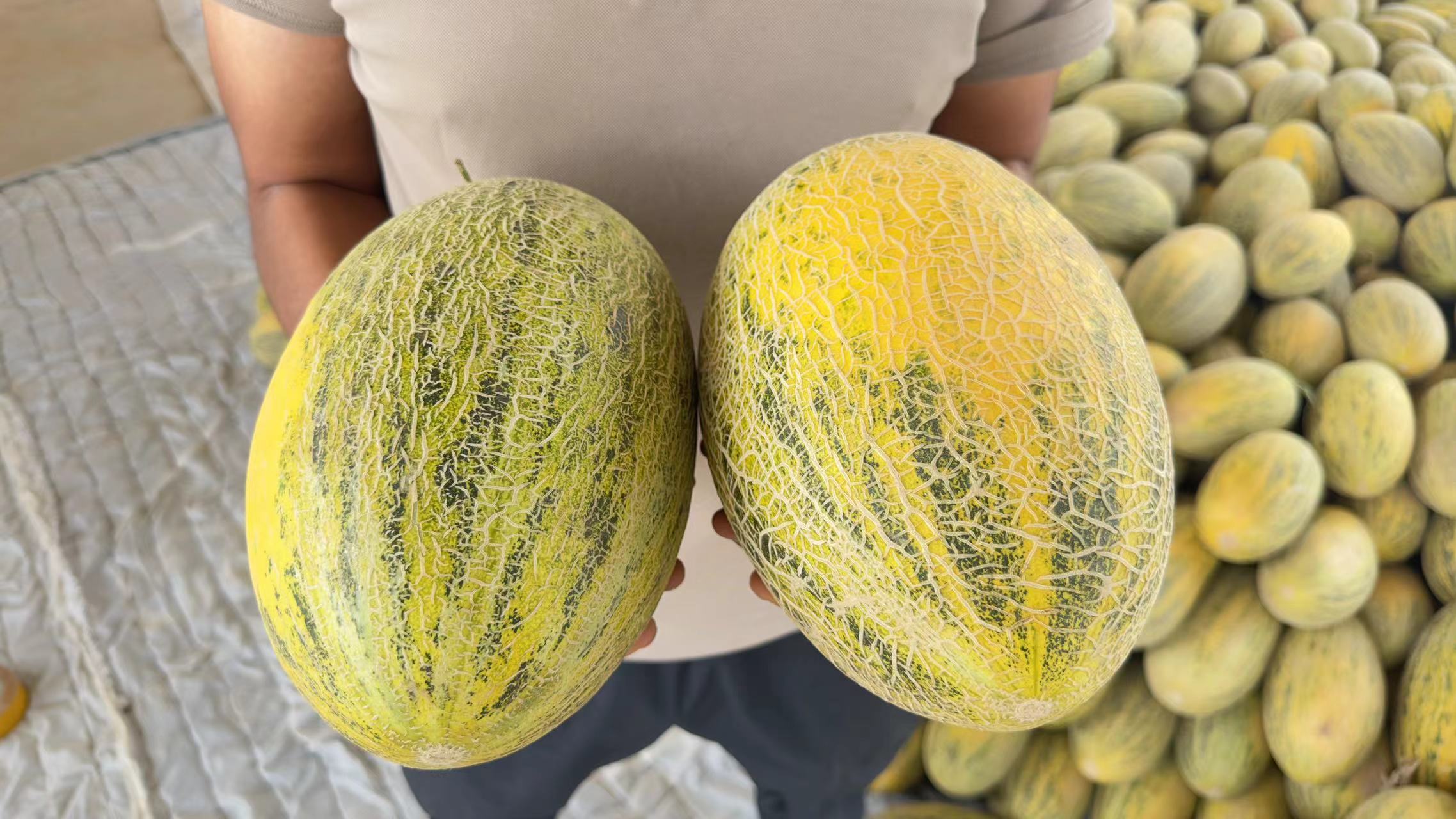 【现摘现发】顺丰包邮  伽师瓜 原产地 八六王