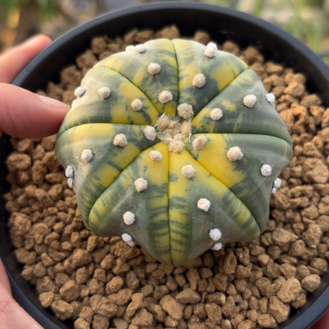 完全开放超散锦gggggg