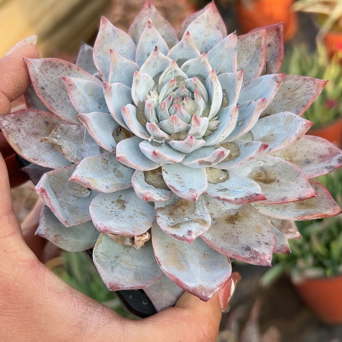 多肉植物粉蓝鸟单头