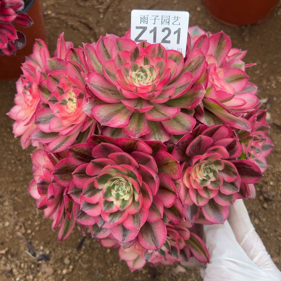 121倾城尺寸20左右