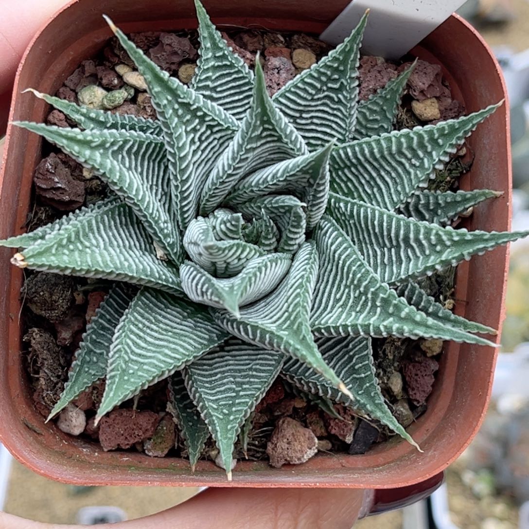 42硬叶斑马福利专场