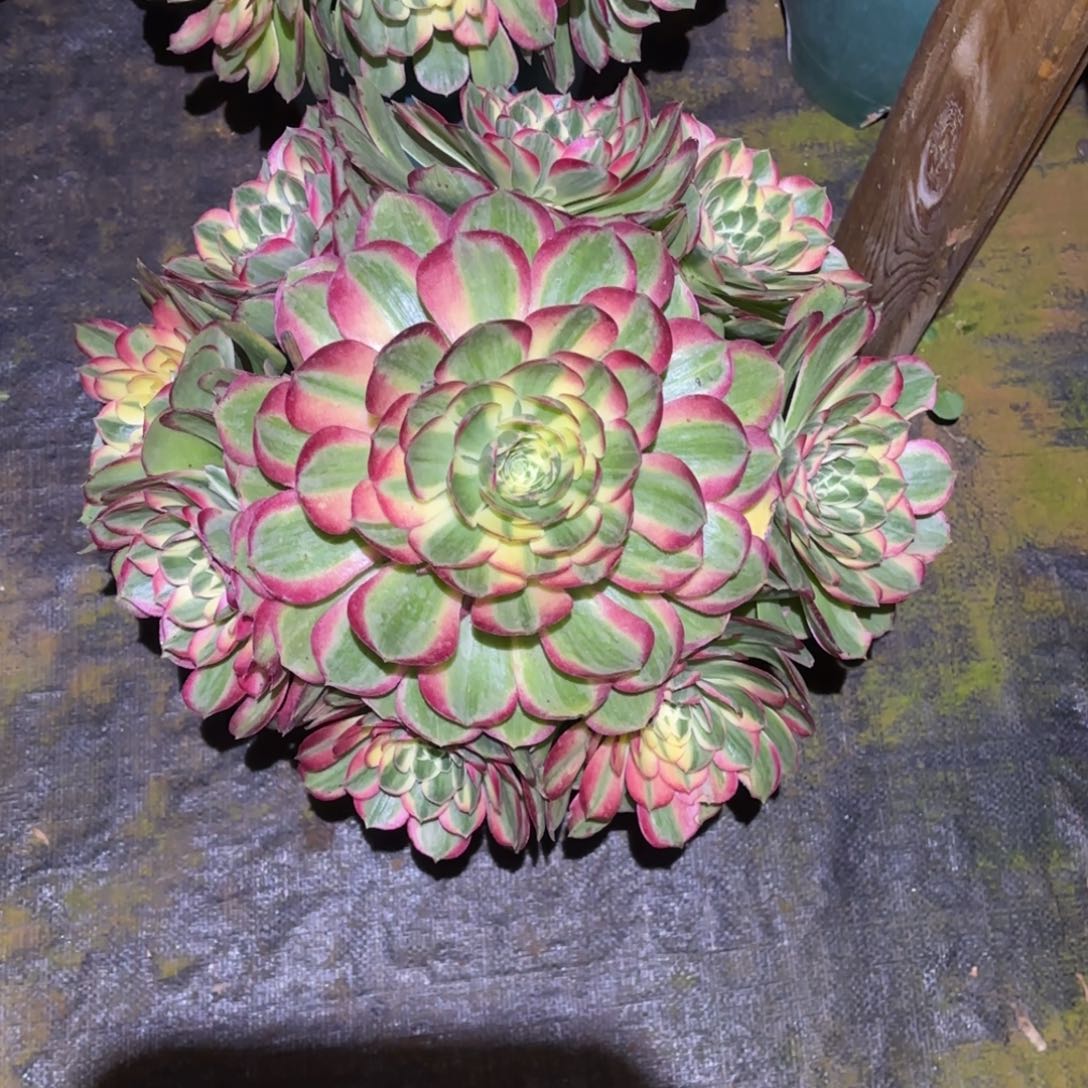 云南多肉植物海鲜