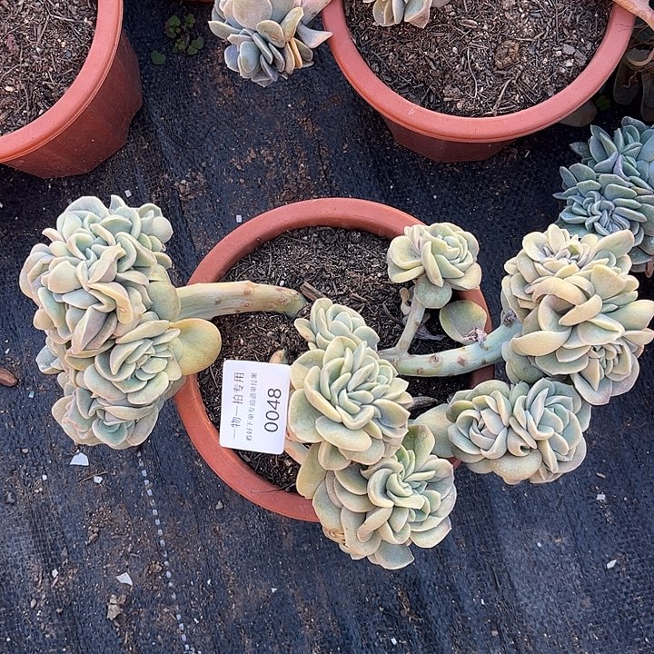 可爱玫瑰缀化，一物一拍