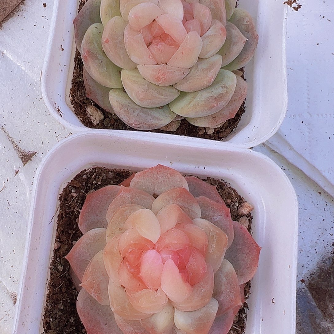 双眼皮组合2颗多肉