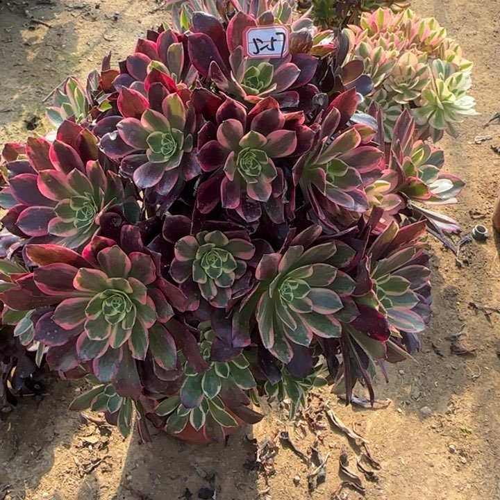 5-57金丝多肉植物