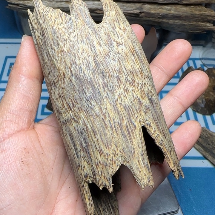 香粉母树绿奇乌身虫漏43克