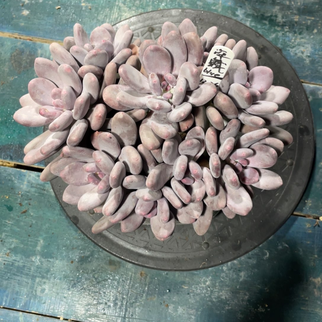 深****一物一拍中通快递