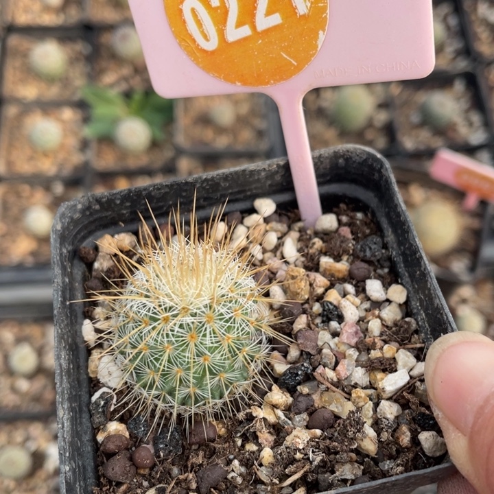 2***林实生梦黄金022-100000000