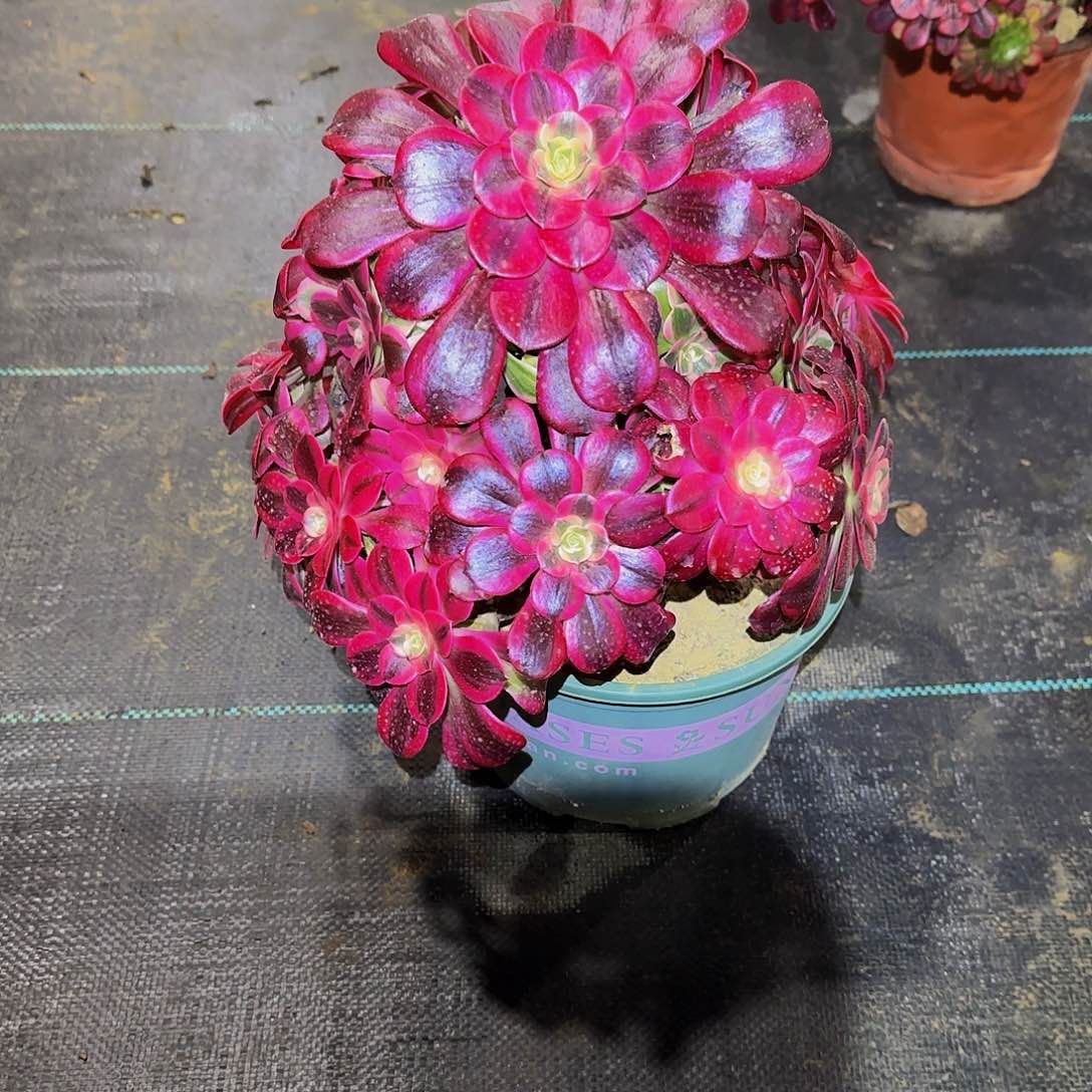 多肉植物美杜莎老庄