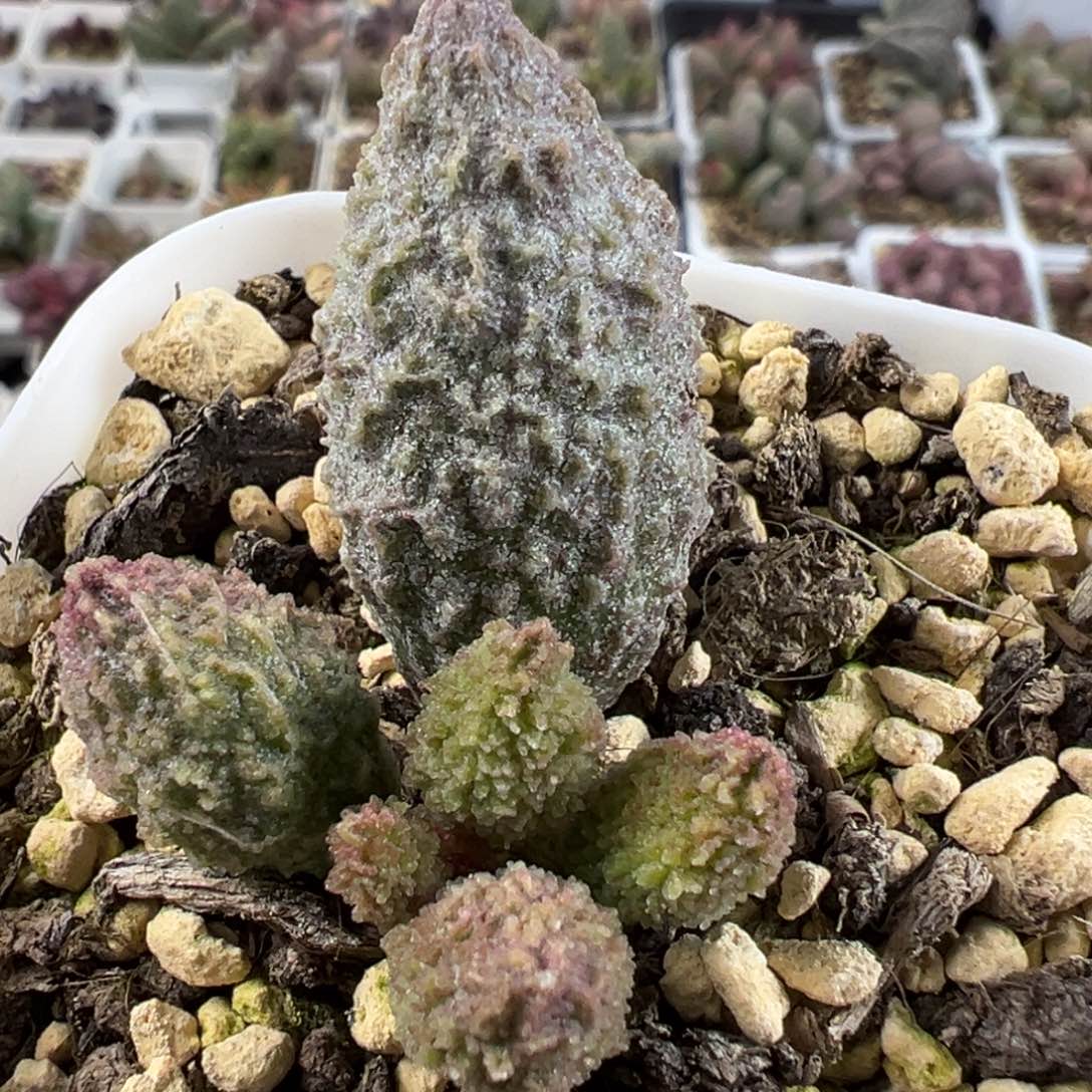 实生底叶苗绿色系纹路款多肉