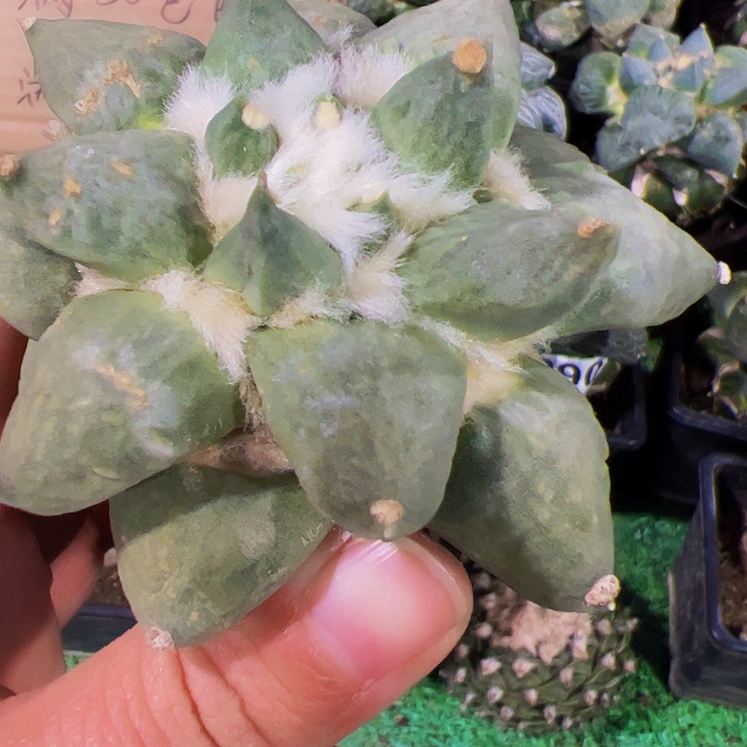 无花朵龙芽怒涛牡丹173