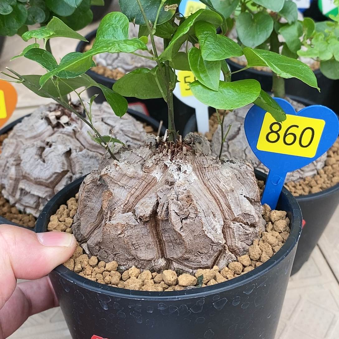 南非龟甲龙龟甲龙