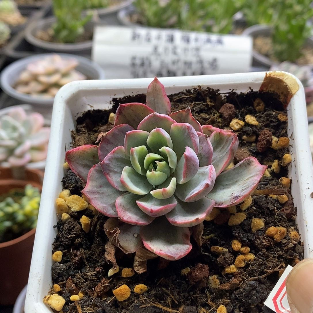 1796赫拉拉丝锦多肉