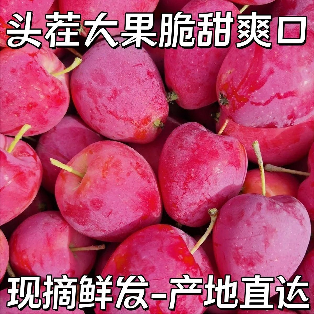 【产地直发】东北特产鸡心果锦绣海棠脆甜多汁新鲜采摘自然熟包邮