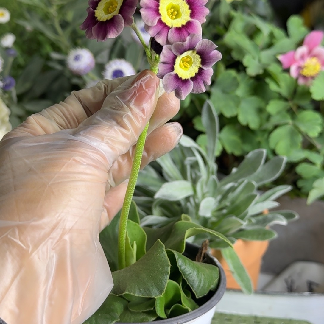 一物一拍  耳叶报春A711