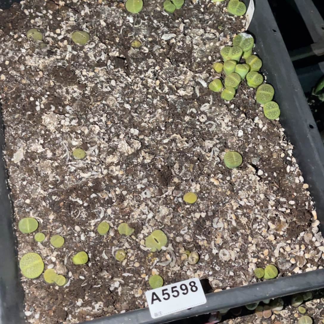 熏***45598福利筐1不售后