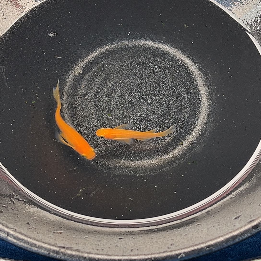 青鳉鱼真长鳍小野红帝2条品相自观