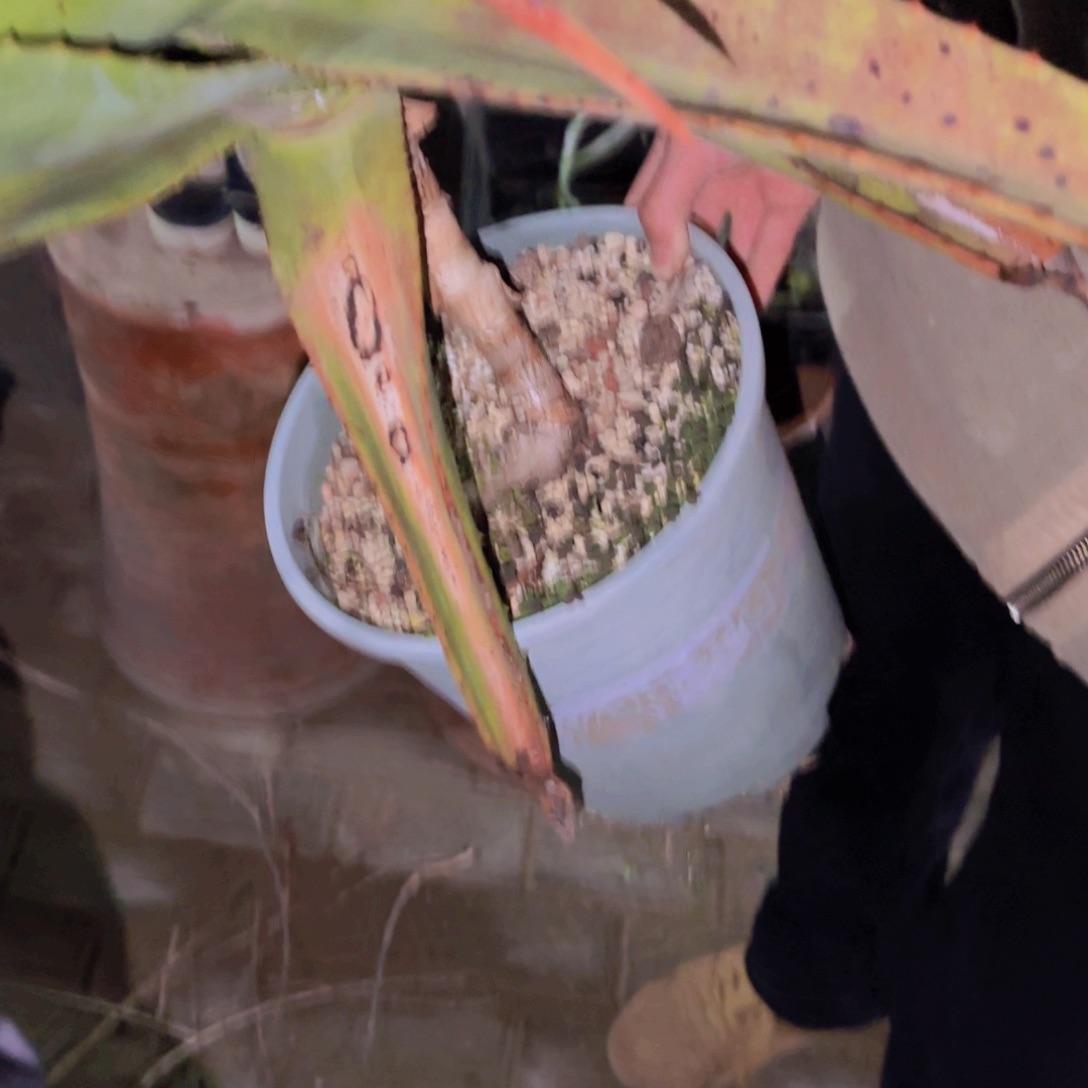 两*钱块根植物块根植物