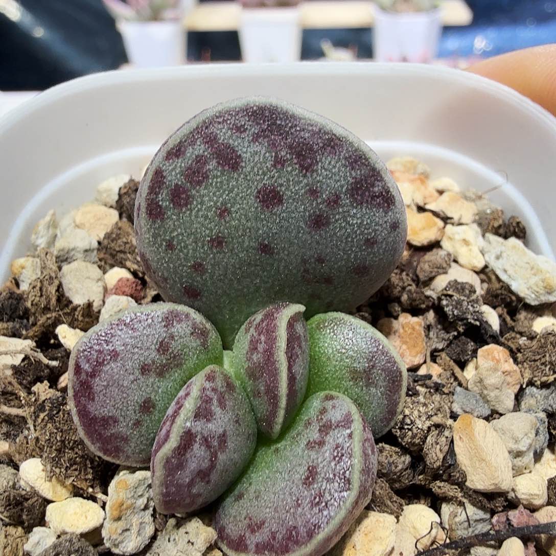 爱微花蛋水泡多肉植物