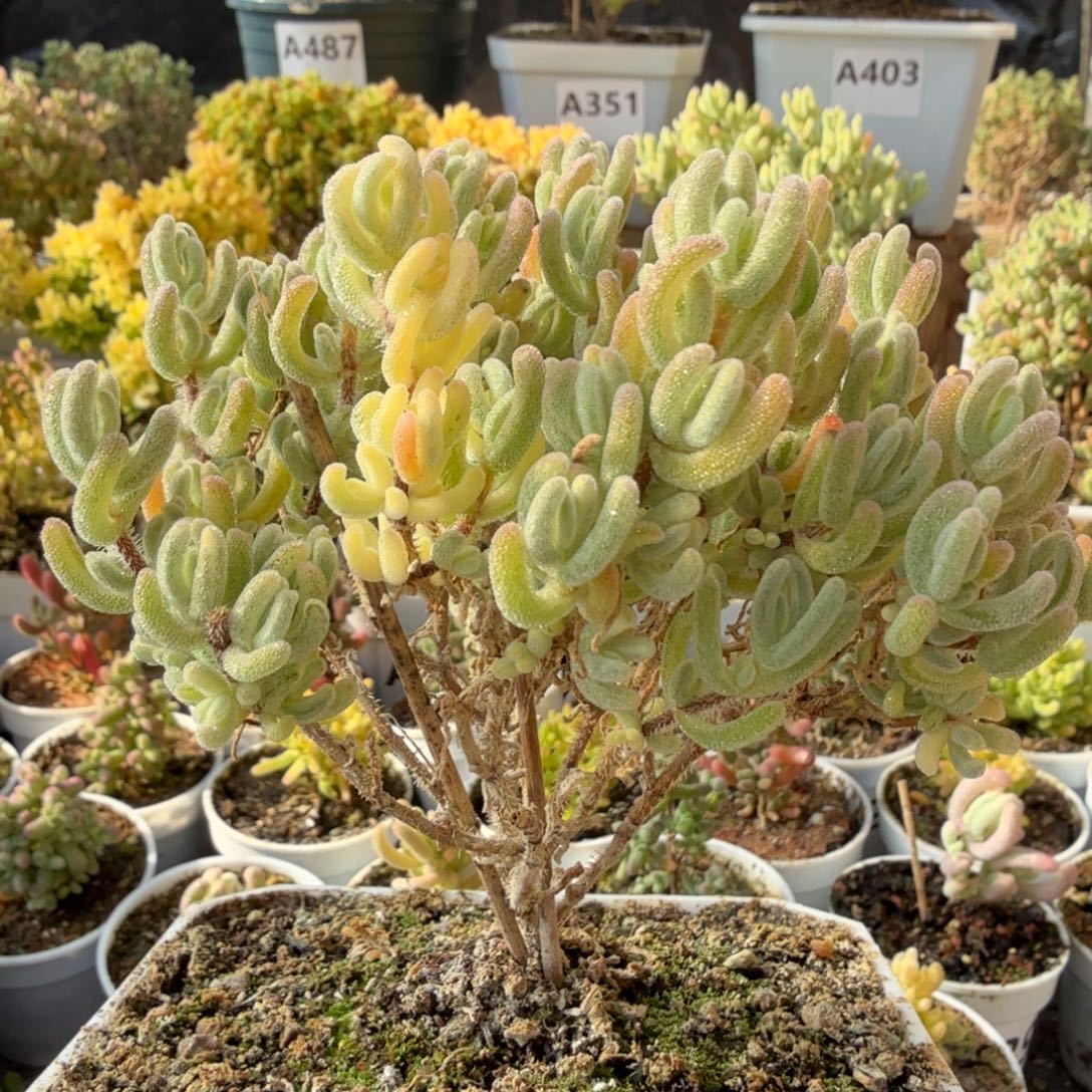 A554橙叶白锦带黄头福利