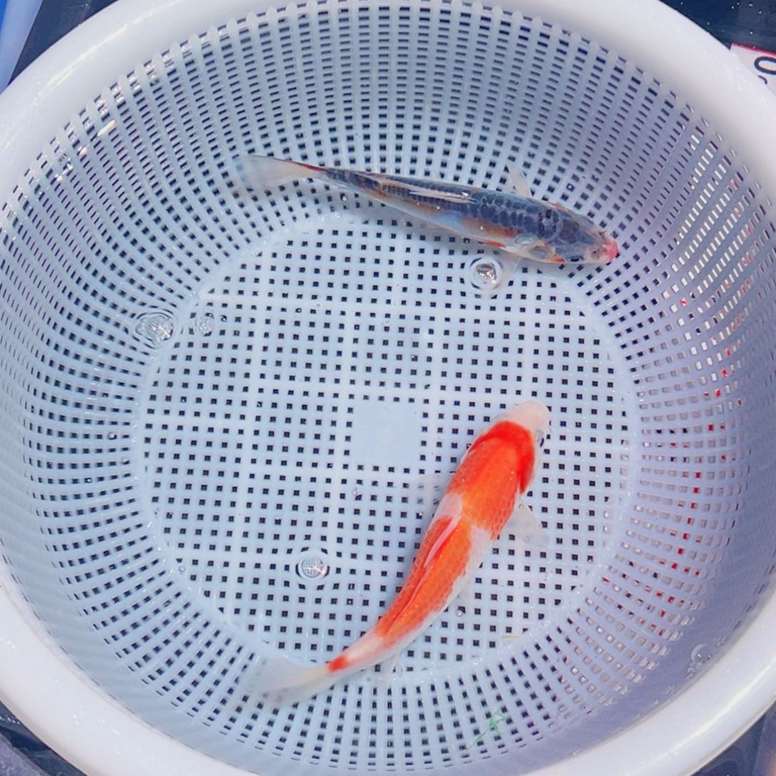 锦鲤锦鲤观赏鱼1111