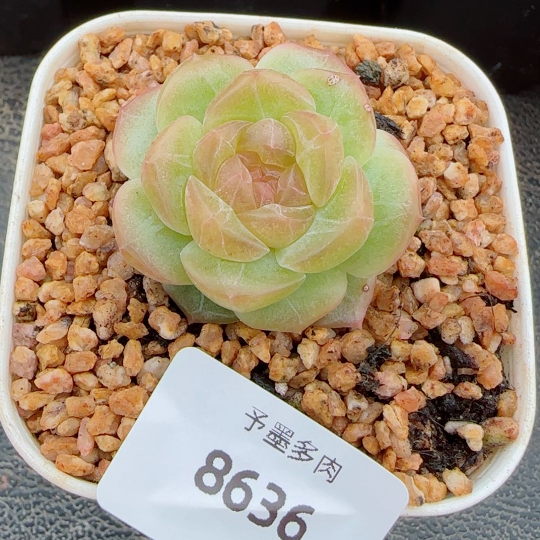 无尽灯，8636多肉植物