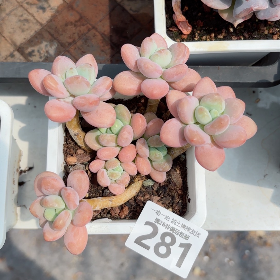 珍妮手指老桩无盆土发货