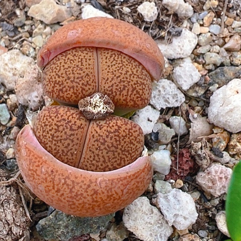 20250团团圆圆呀