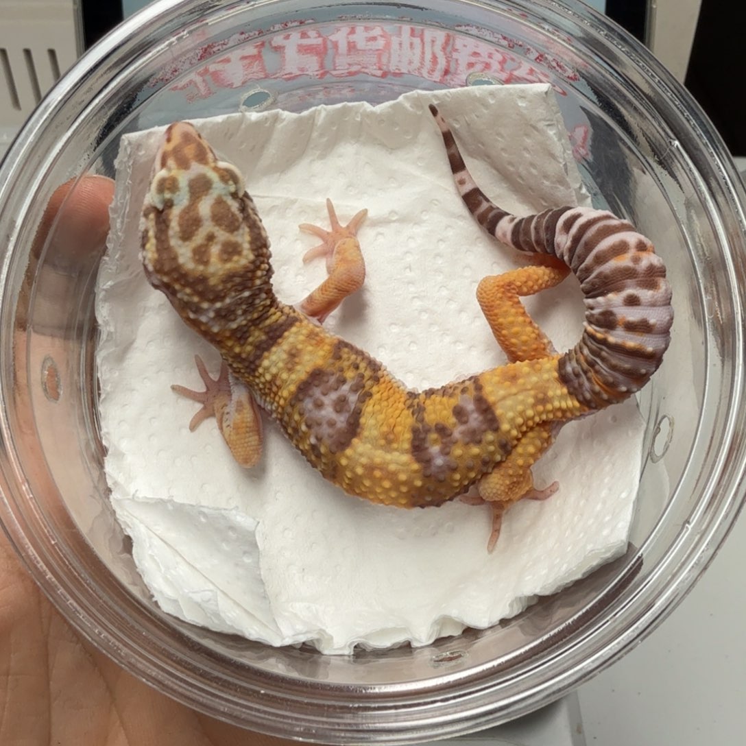 豹纹守宫川普弟弟