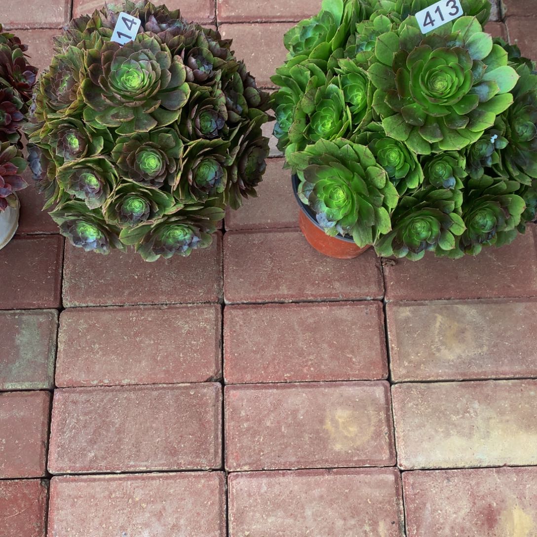 彩***红无花朵41341400000