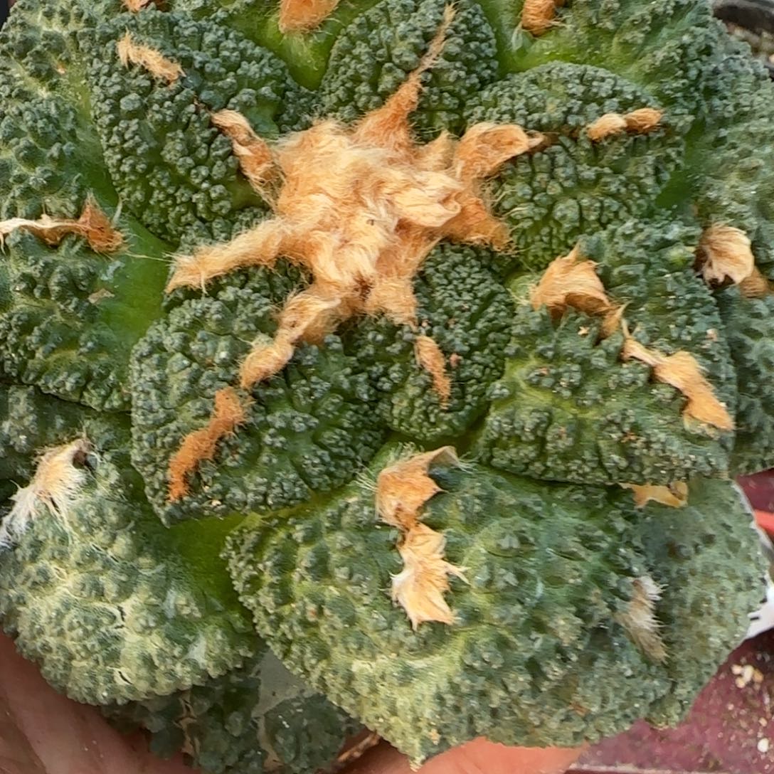 用***4无花朵超大处理哥斯拉201