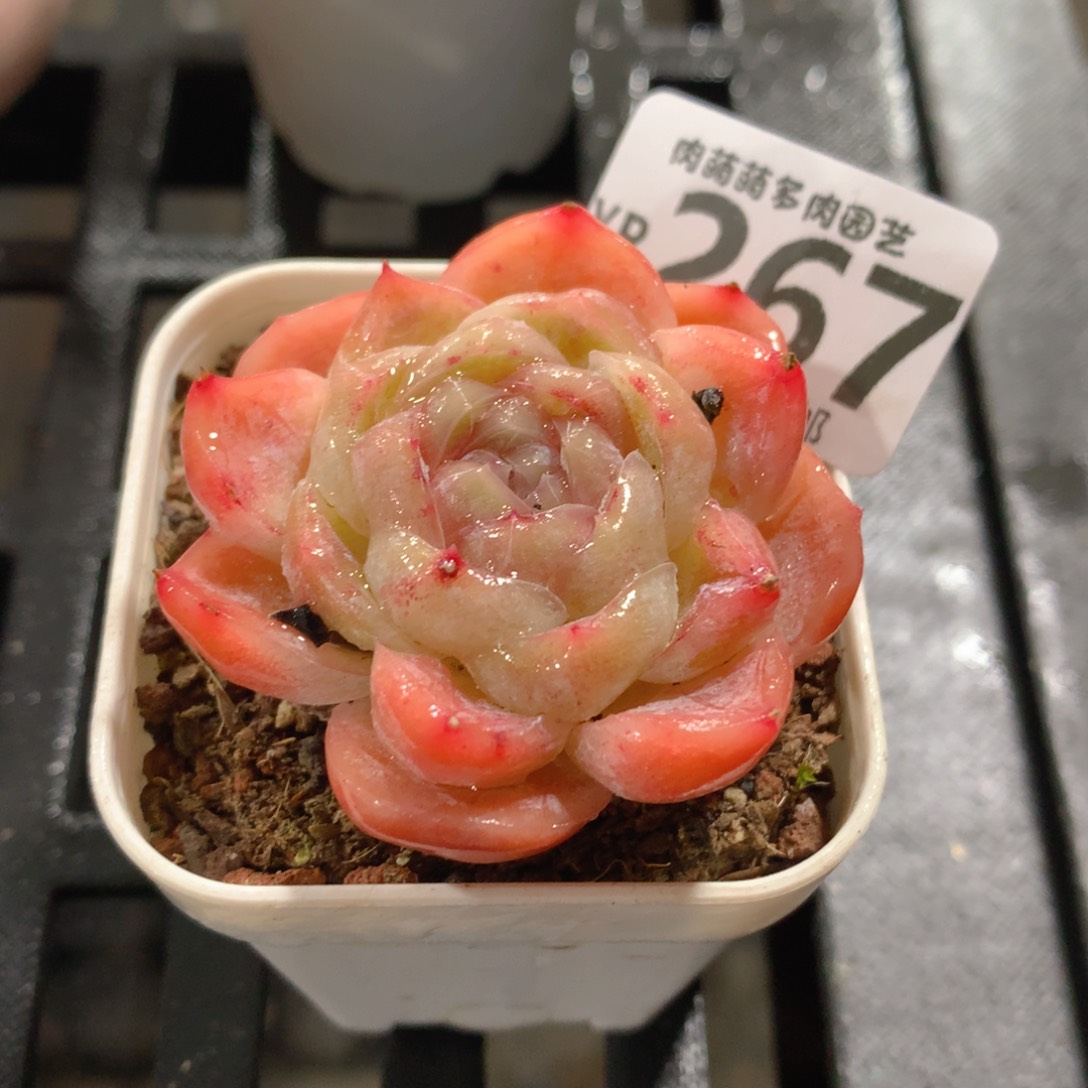 肉萌萌拇指盆精控多肉YR267