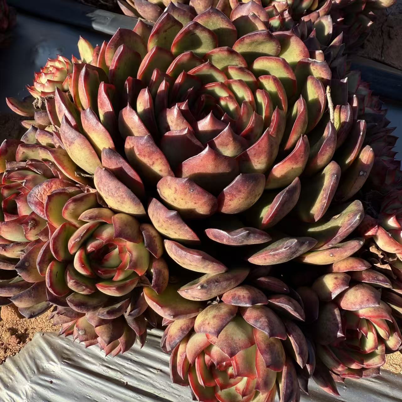 云漫多肉 LL地栽宝丽安娜   20-22cm 多肉植物