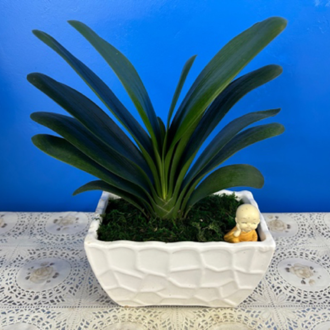 【君子兰】大苗花卉植物 室内易活绿植