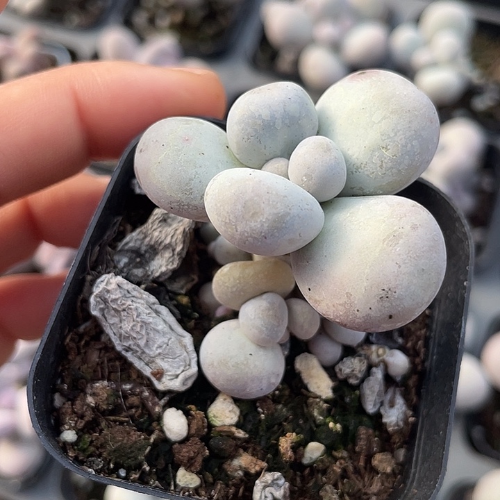 一我一拍蛋黄奶满18包邮