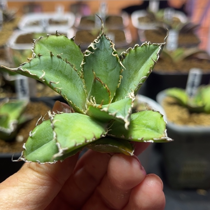 蕾丝龙舌兰仁王冠顶芽