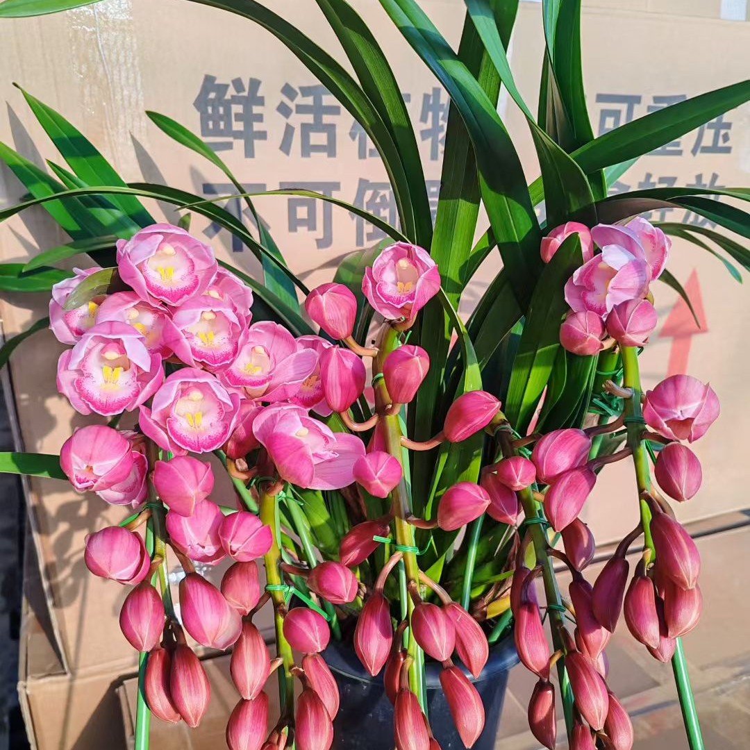 一物一拍大花蕙兰年宵花已发货不支持退款