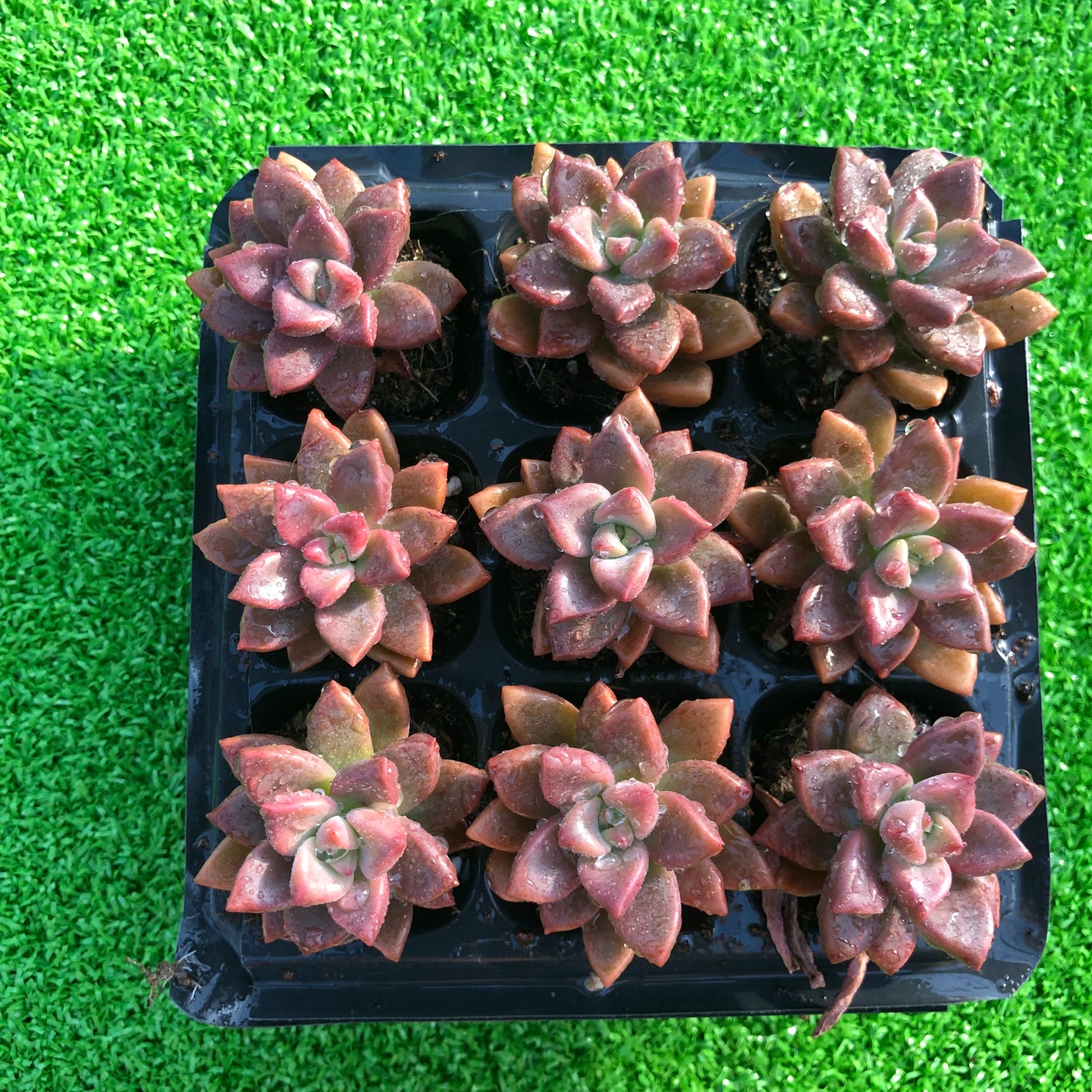 姬胧月3-4厘米9颗多肉植物新手老桩红色懒人植物好养绿植