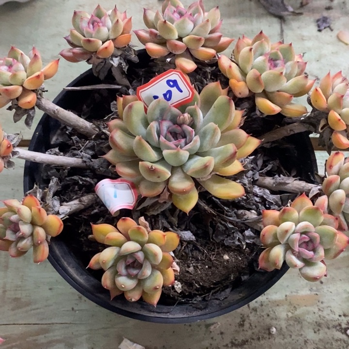 丫*一物一拍非欧娜多肉109