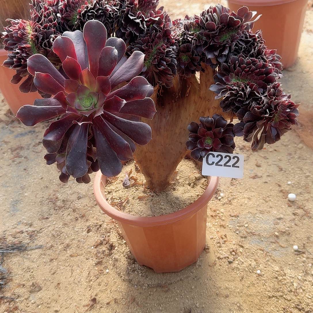 222欧紫一颗呀呀