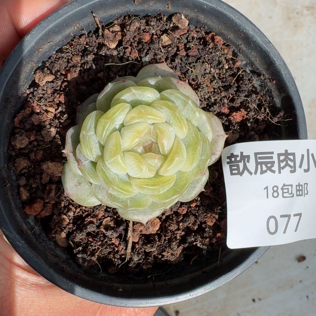 多肉植物  077  白色恋人
