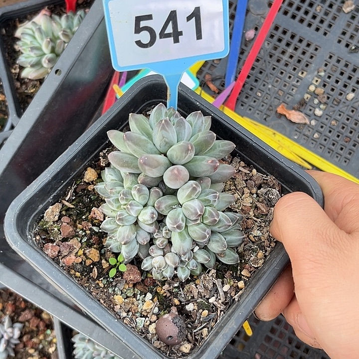 多肉植物申公豹541