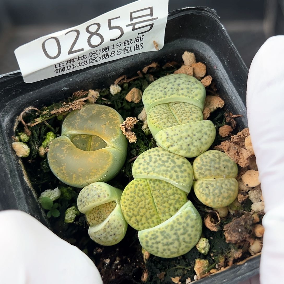 好养易活生石花大母本0285