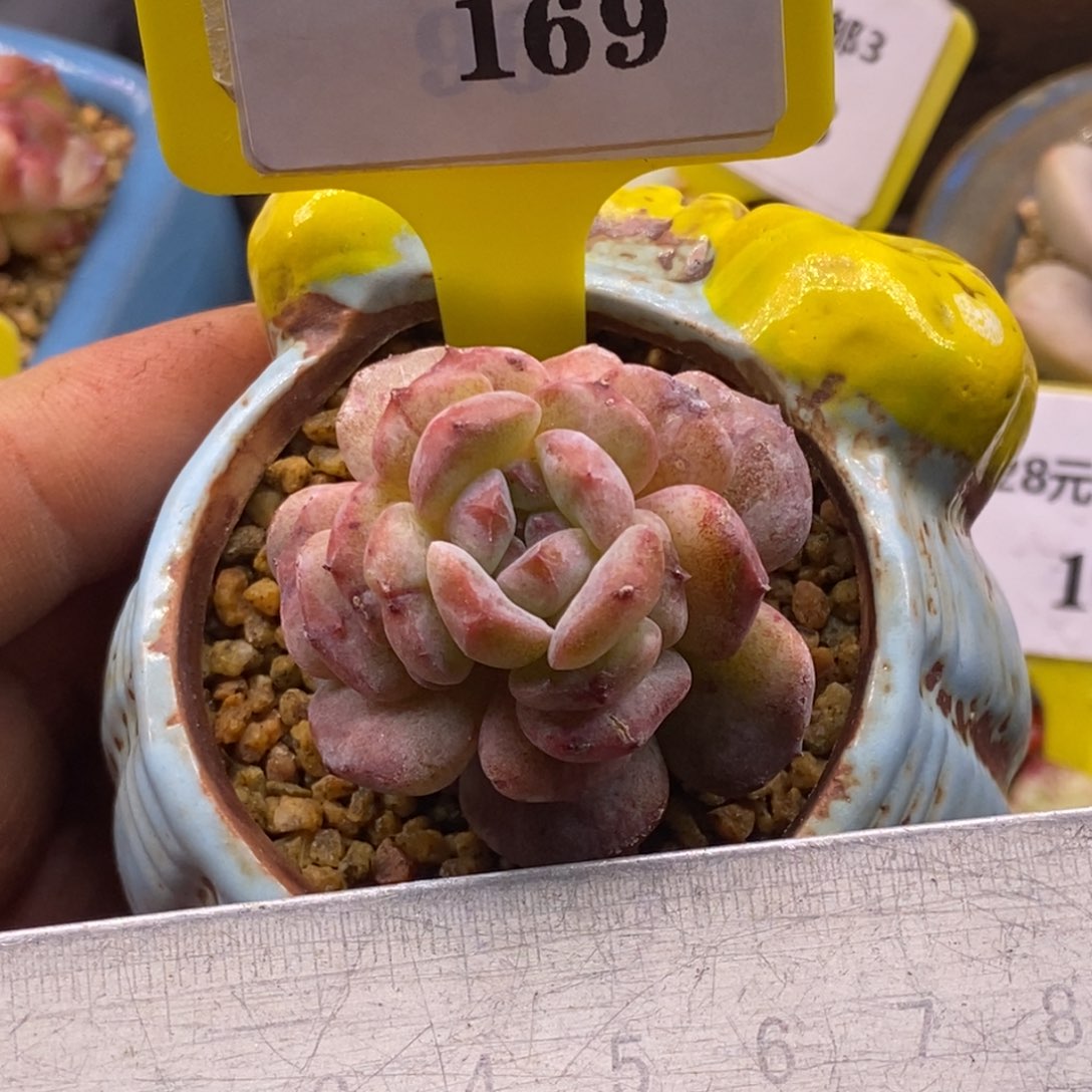 3169糖心石化锦福利