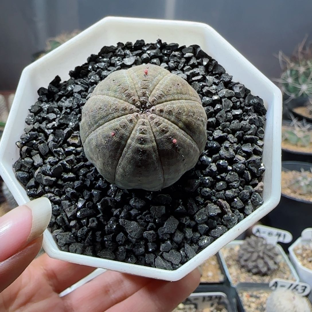 实生布纹球多肉000