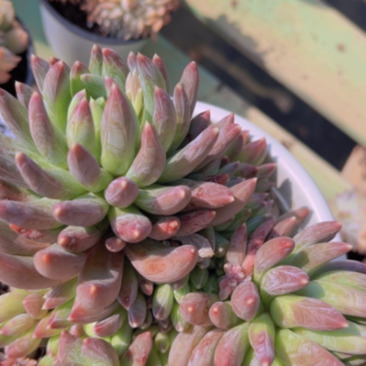 【闪购商品】炫彩星02110