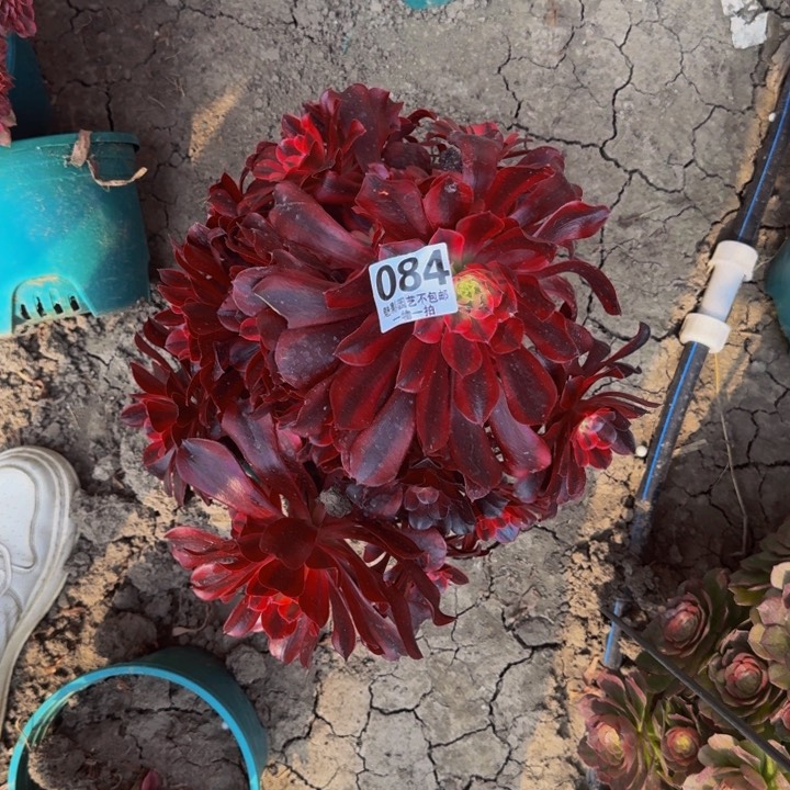 美杜莎花29-34包邮花花