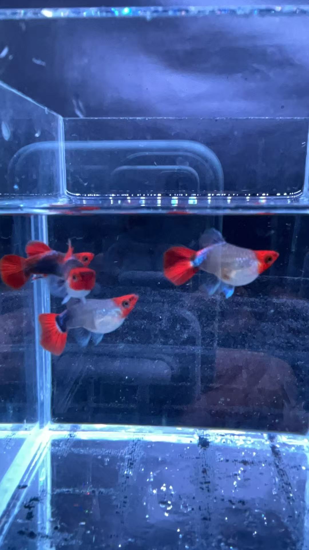 深海蓝贵族球孔雀鱼开箱录视频录缸不赔